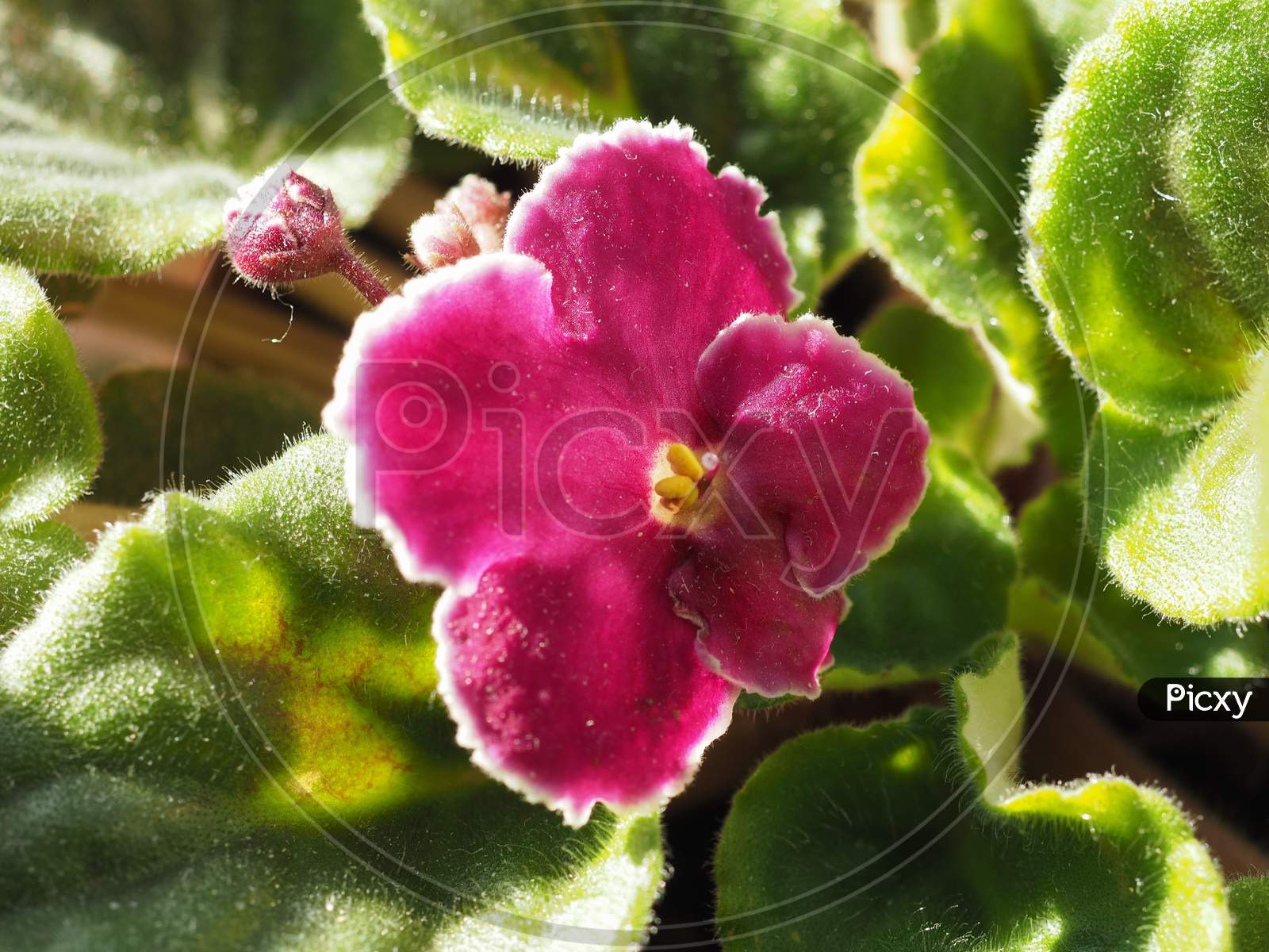 Purple Saintpaulia Flower