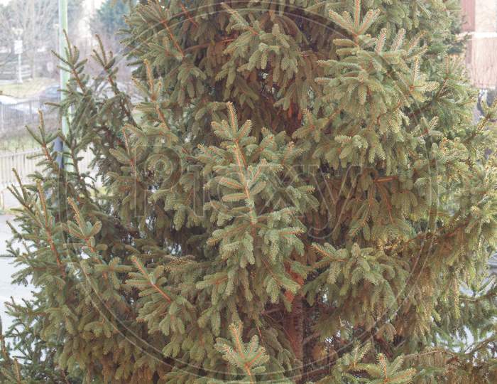 Pine Tree Background
