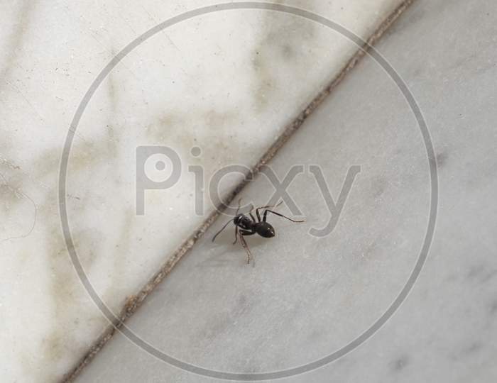Ant Insect Animal (Formica)