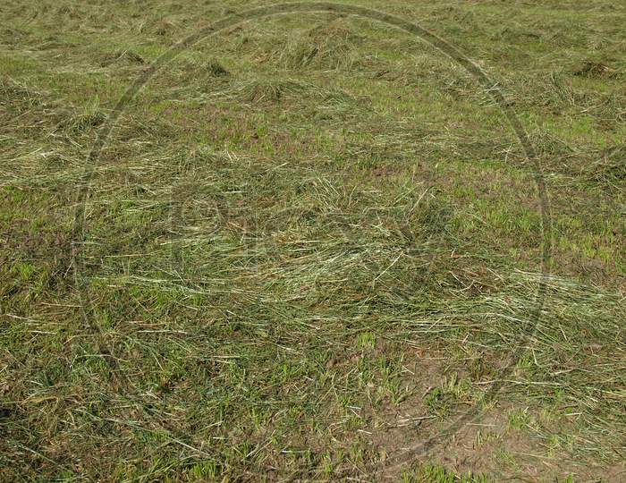 Hay In A Field