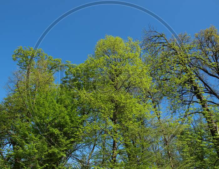 Trees Over Blue Sky