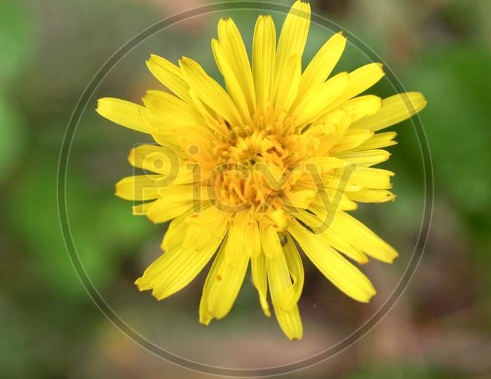 Dandelion Plant (Taraxacum Officinale) Yellow Flower