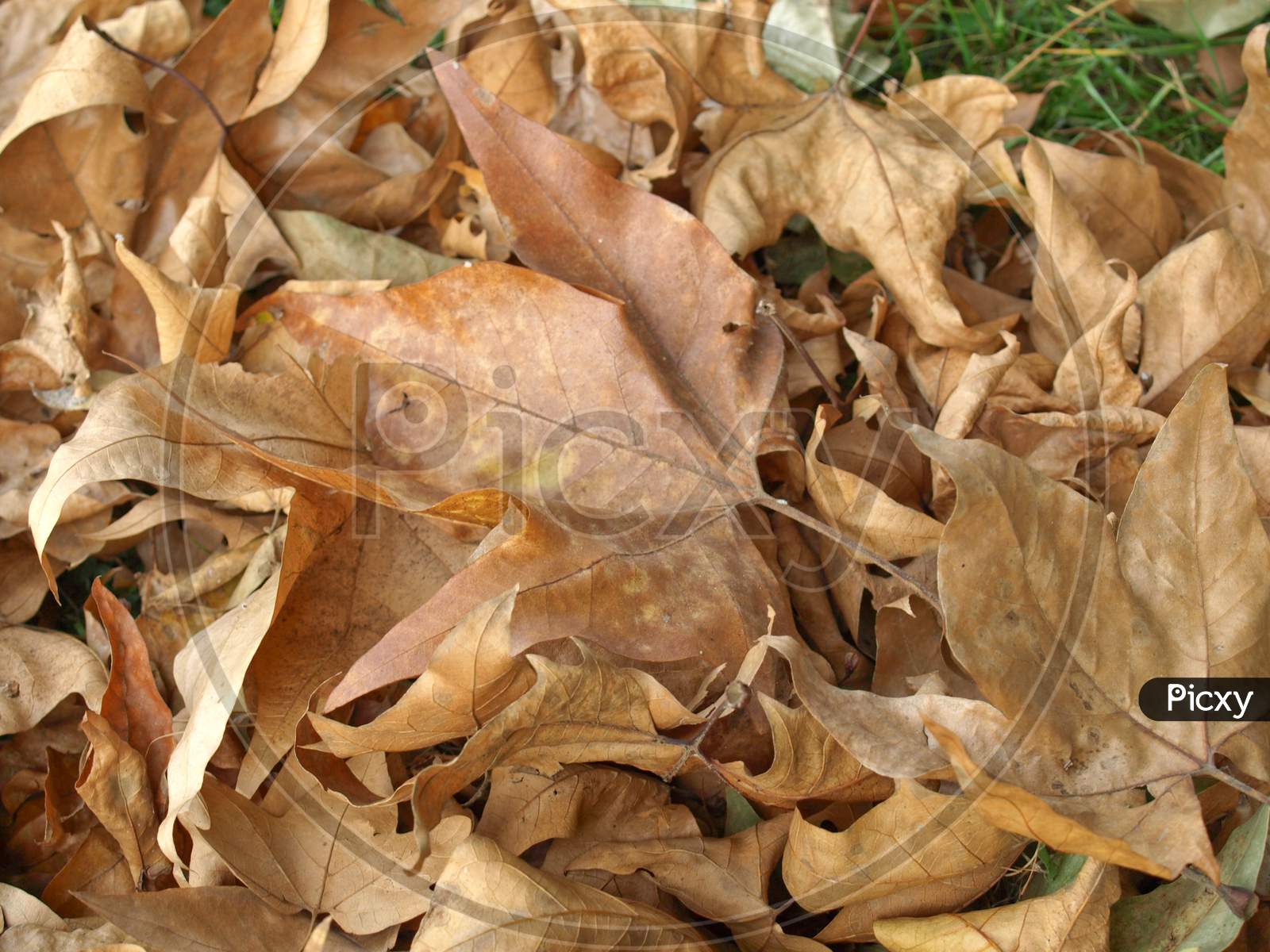Fallen Leaves Background