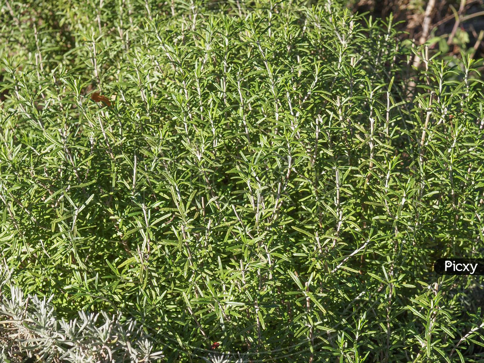Rosemary Plant (Rosmarinus)