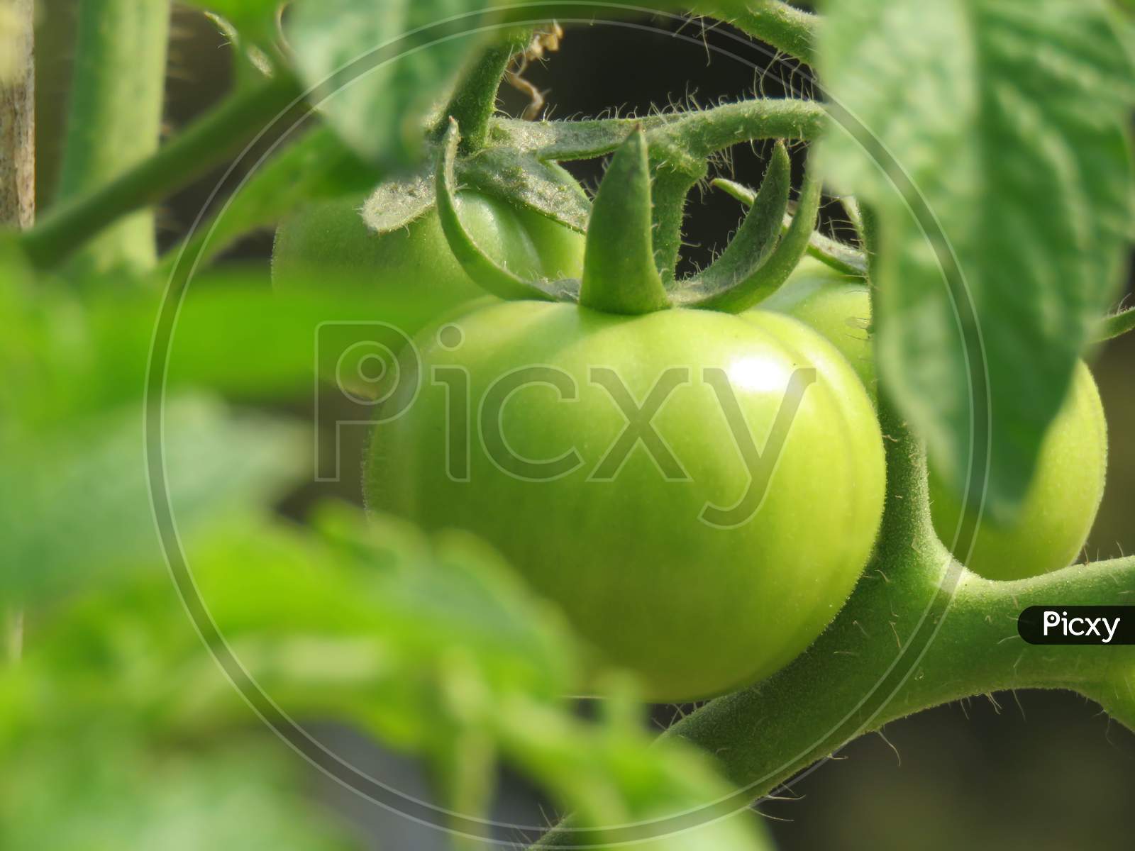 Fresh Green Tomato Hanging On Tree In Garden.