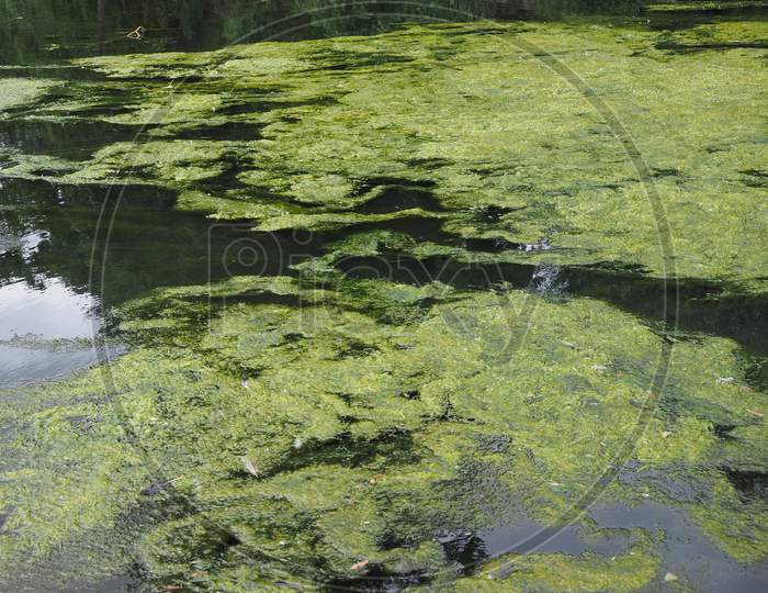Algae Floating On Water