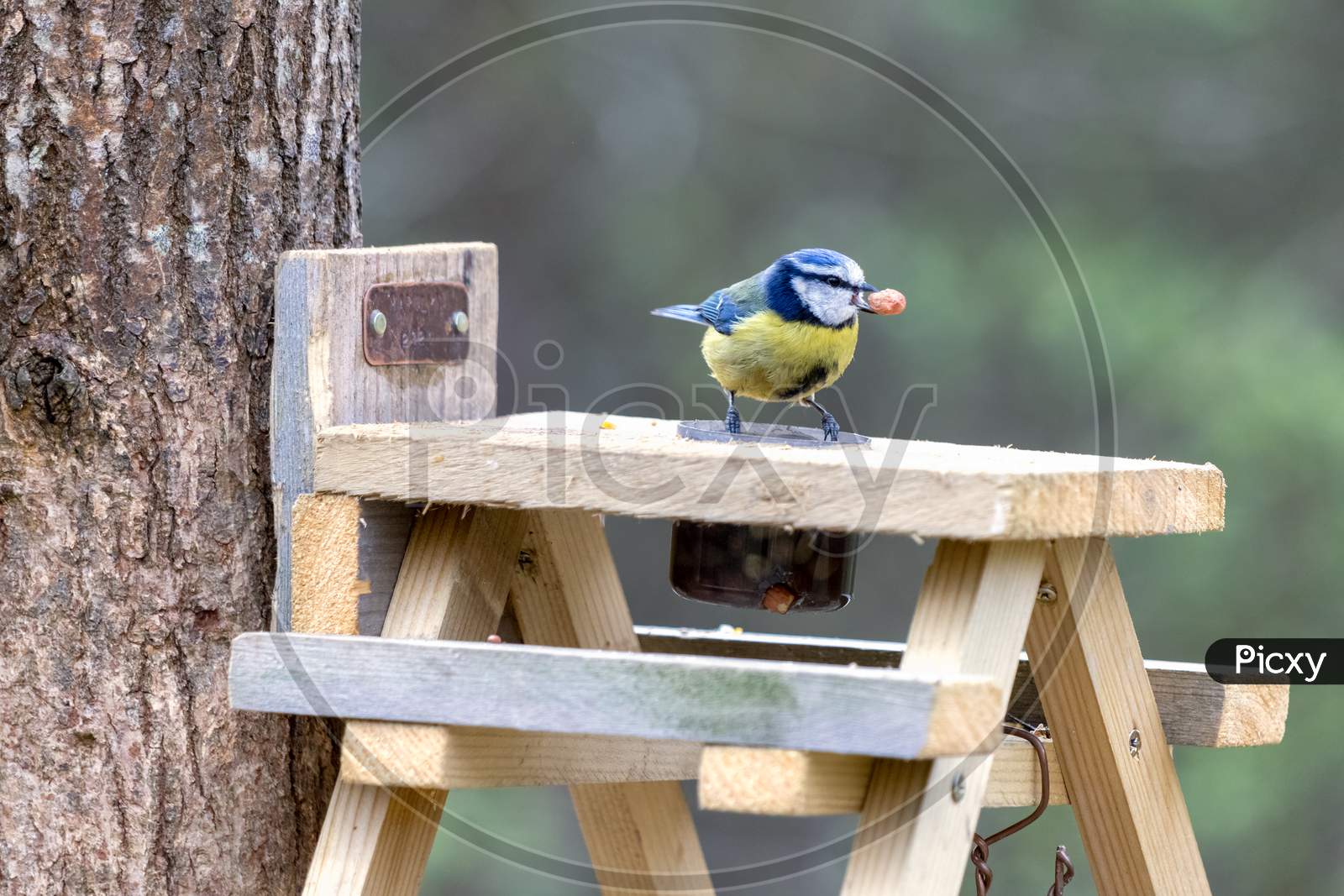 Blue Tit On A Wooden Table With A Peanut In Its Beak