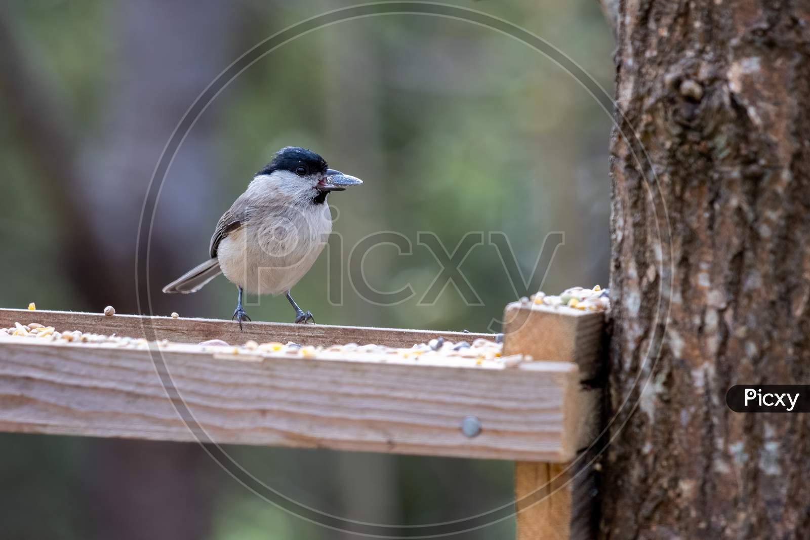 Marsh Tit (Poecile Palustris) With A Seed In Its Beak