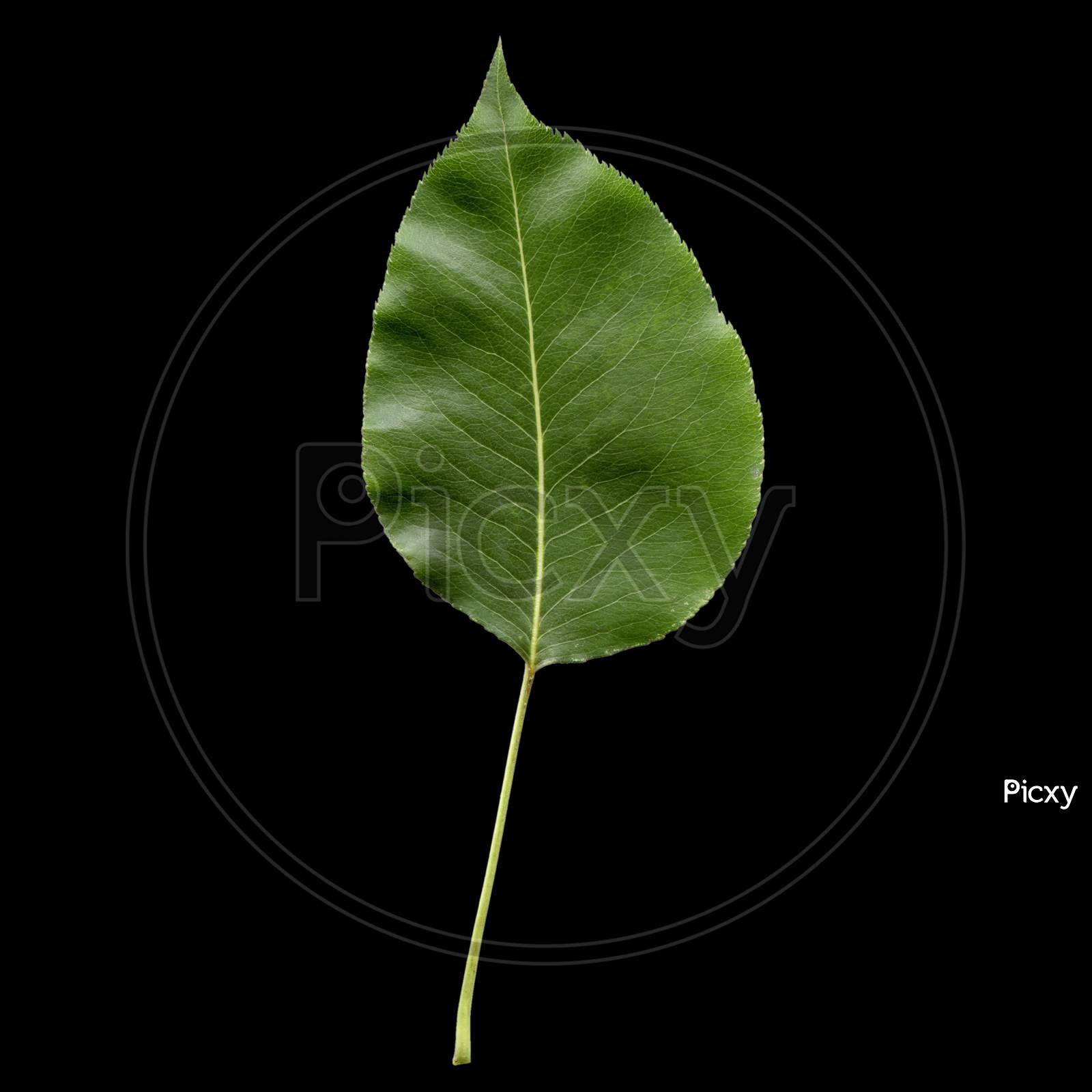 Pear Leaf Isolated