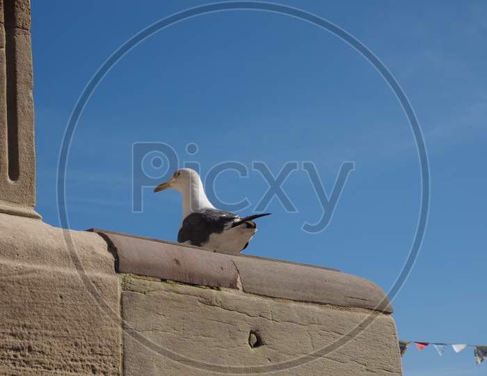 Seagull Animal Of Class Aves (Birds)