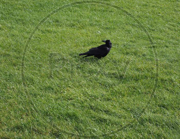 Crow Bird Animal