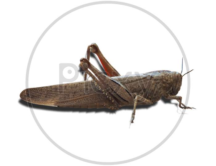 Grasshopper Insect Animal Isolated Over White