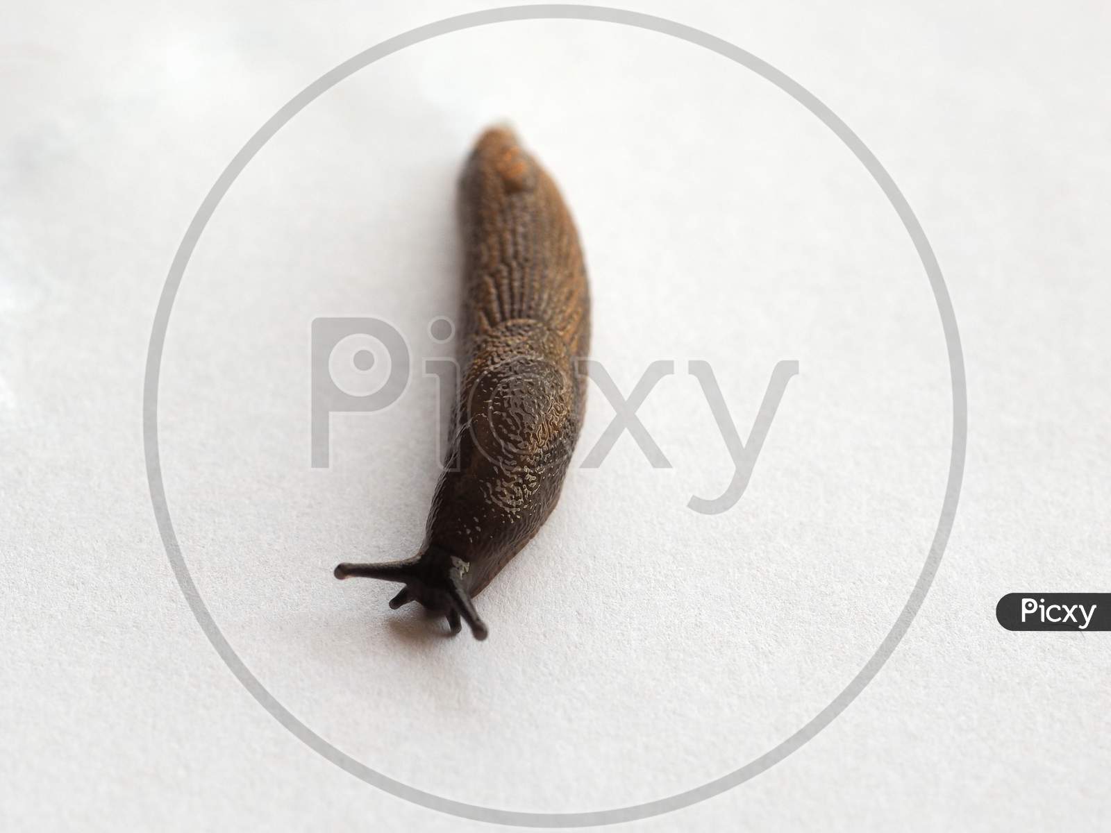 Slug Snail Animal