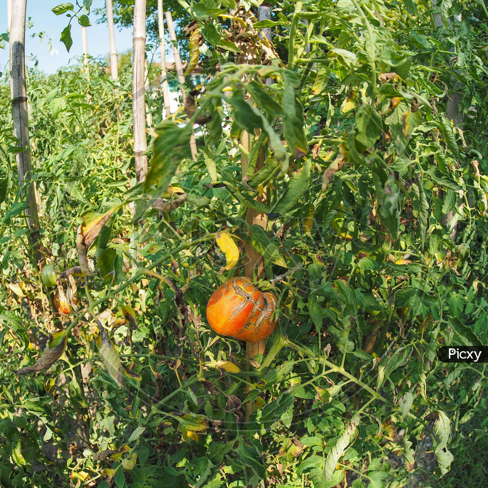 Vegetable Garden With Tomato Plants