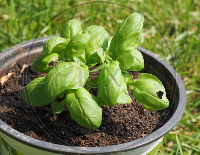 Basil (Basilicum) Plant In A Pot
