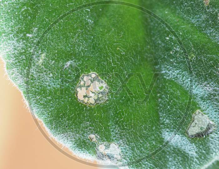 Houseplant Leaf Damaged By Caterpillars