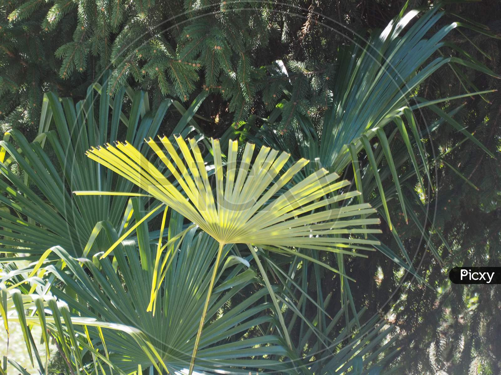 Palm Tree Leaf Background