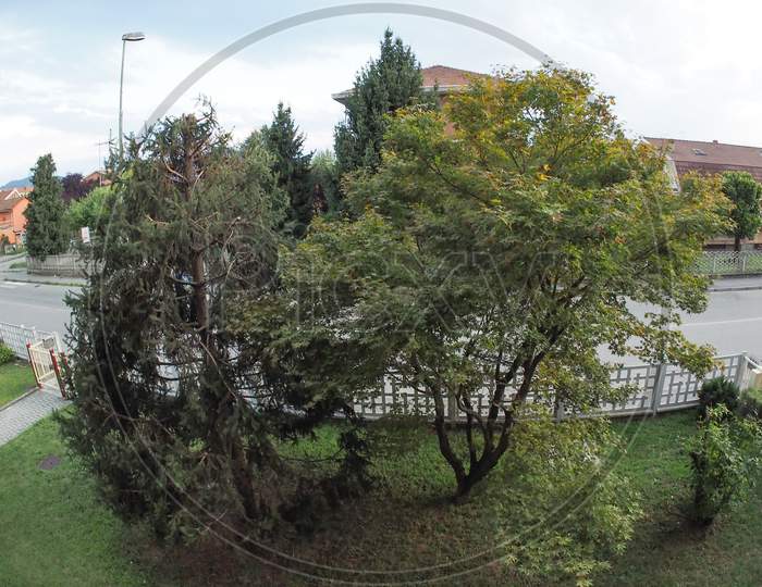 Trees Grove Seen With Fisheye Lens