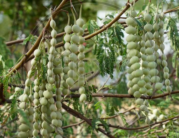 Long Hanging Flattened Beans Of Acacia Or Babool With Attractive Green Leaves. Babool Or Acacia Legumes Beans Closeup Shot.