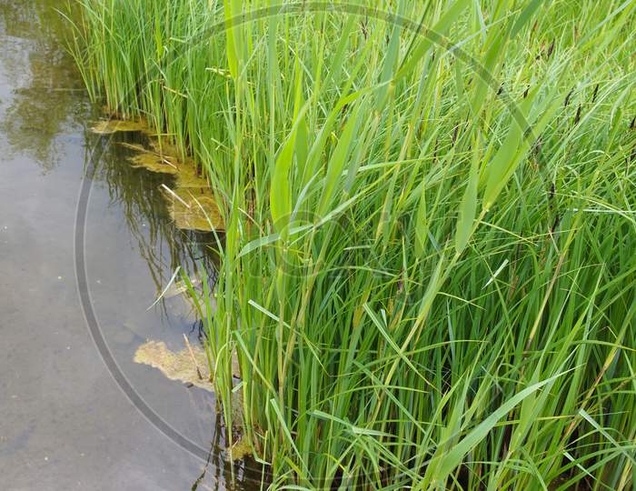 Grass By The Pond
