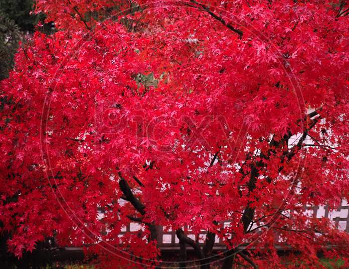 Red Maple Acer Tree