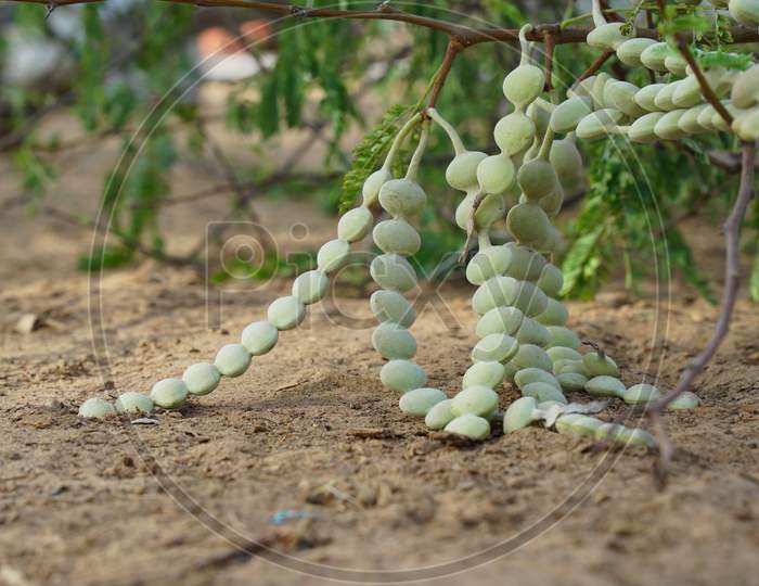 Babool Or Acacia Nods Beans Closeup Shot. Acacia Hybrid Is A Medium-Sized Tree That Is Similar In Appearance To Acacia Mangium.