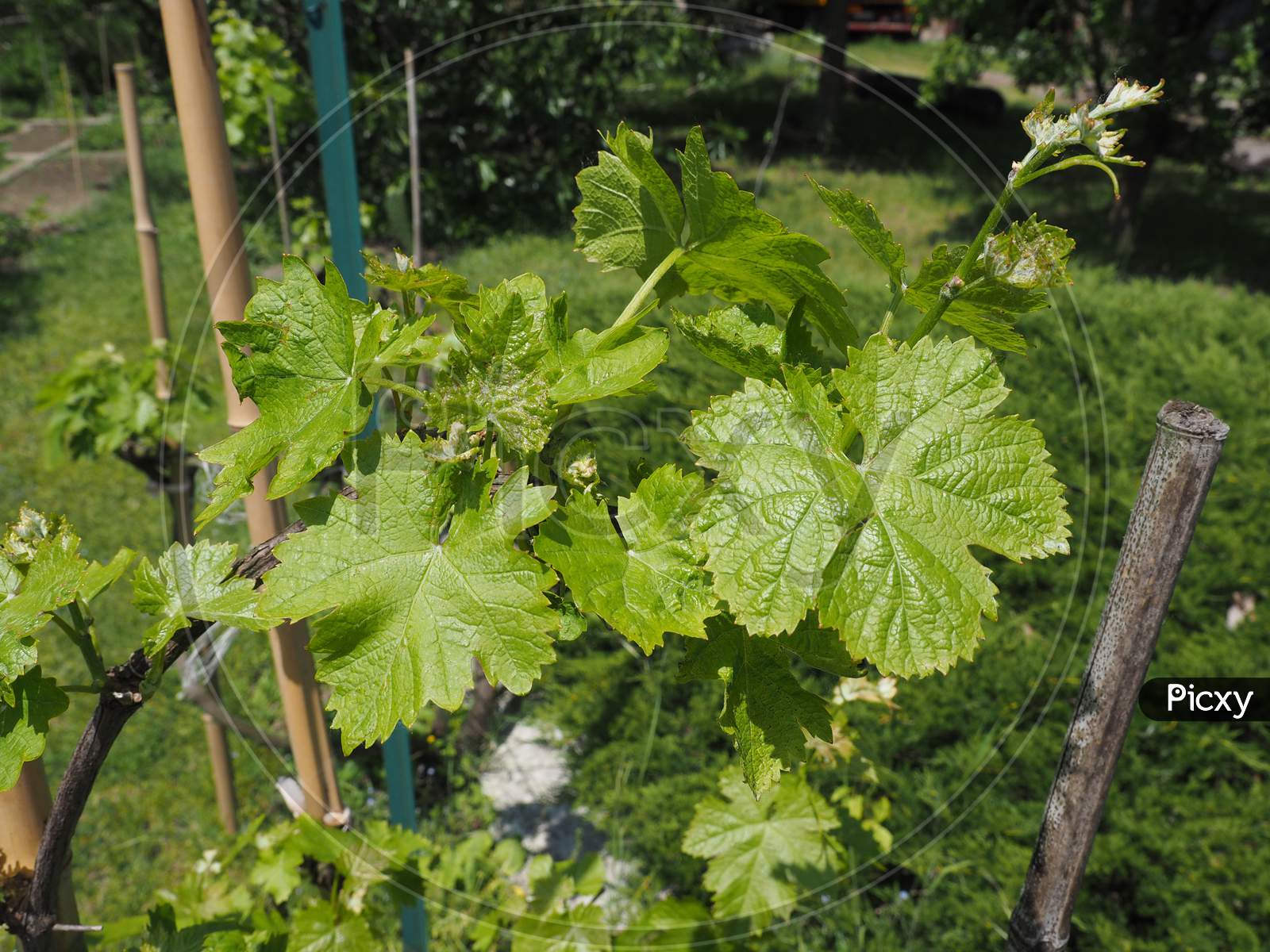 Vitis (Grapevine) Plant Leaves