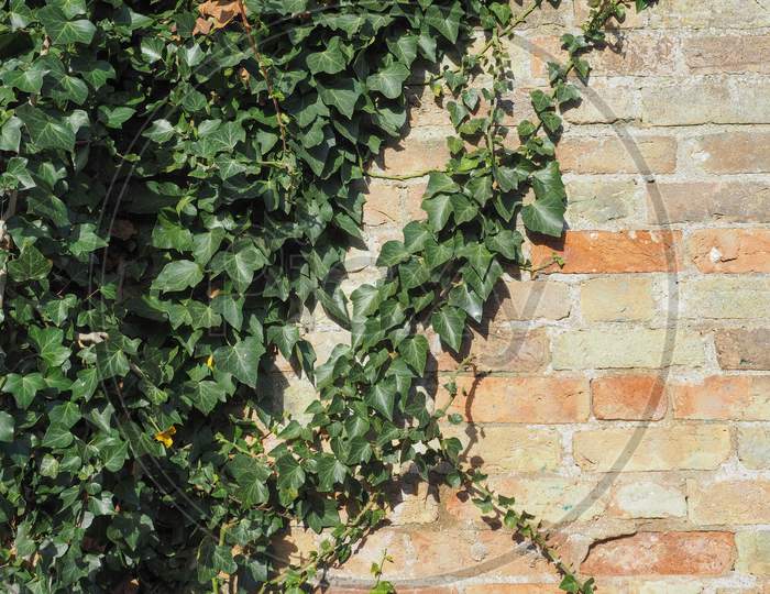 Ivy Plant Wall