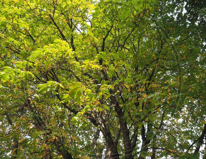 Horse Chestnut (Aesculus Hippocastanum) Conker Tree