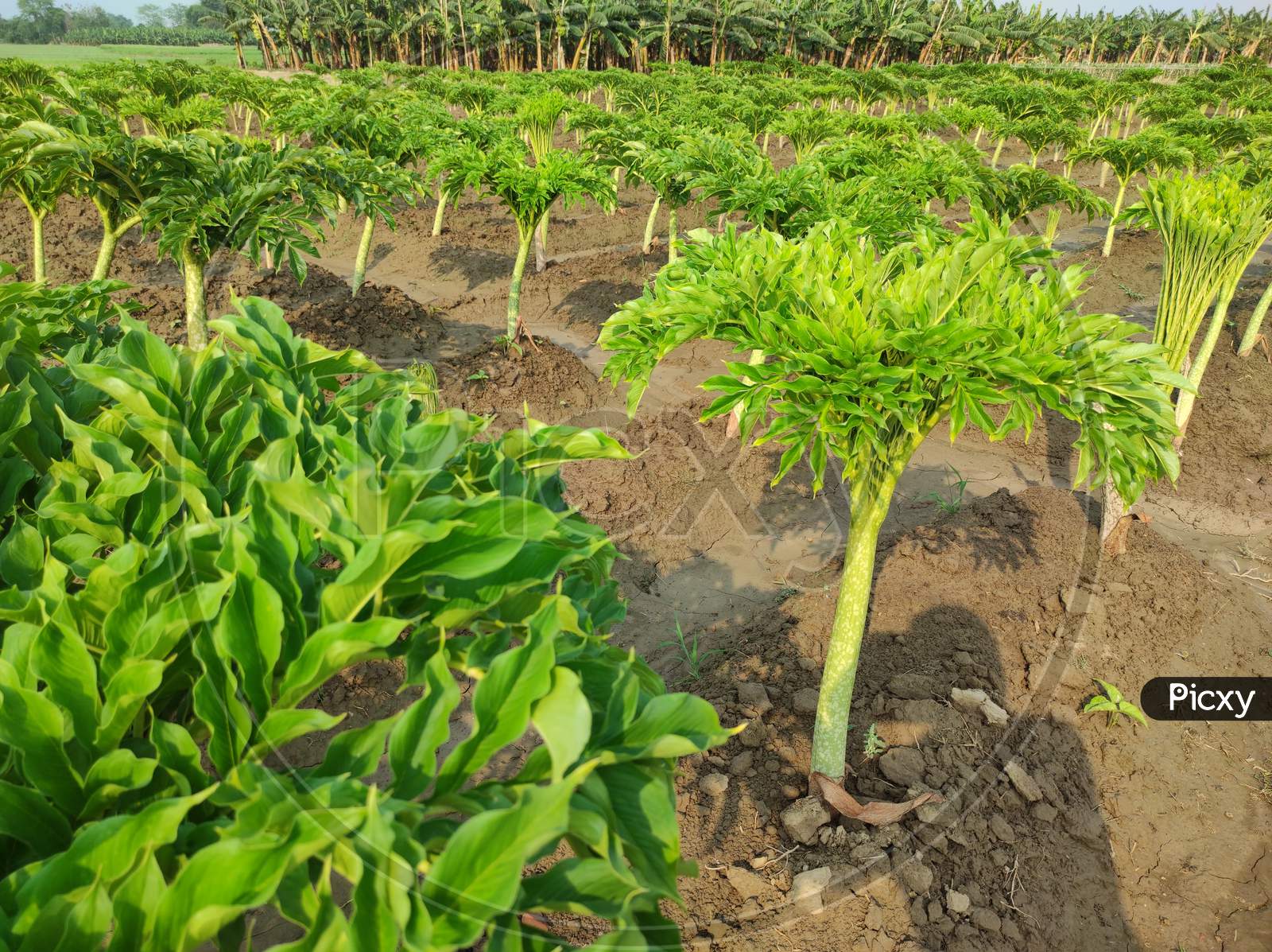 Image Of Fresh Green Elephant Foot Yam Plant.Beautiful Konjac Elephant ...