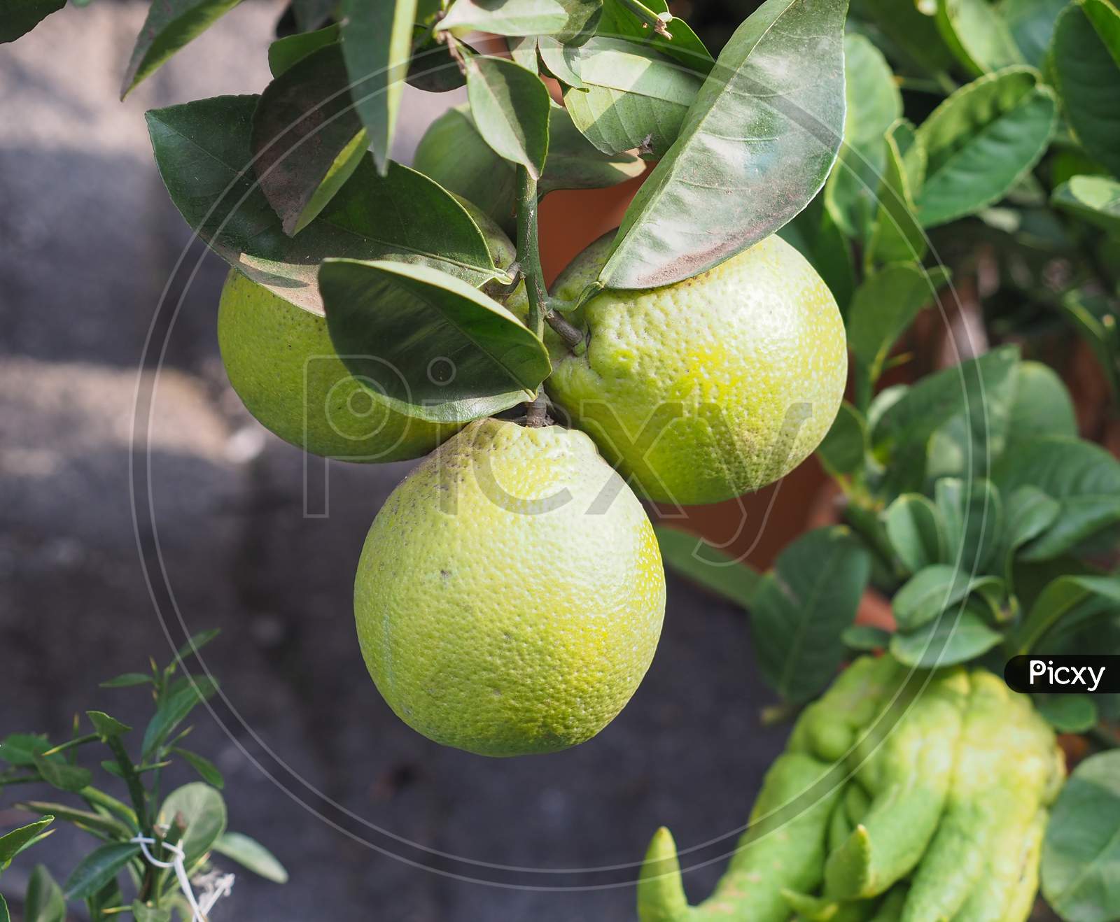 Orange (Citrus Sinensis) Plant With Fruit