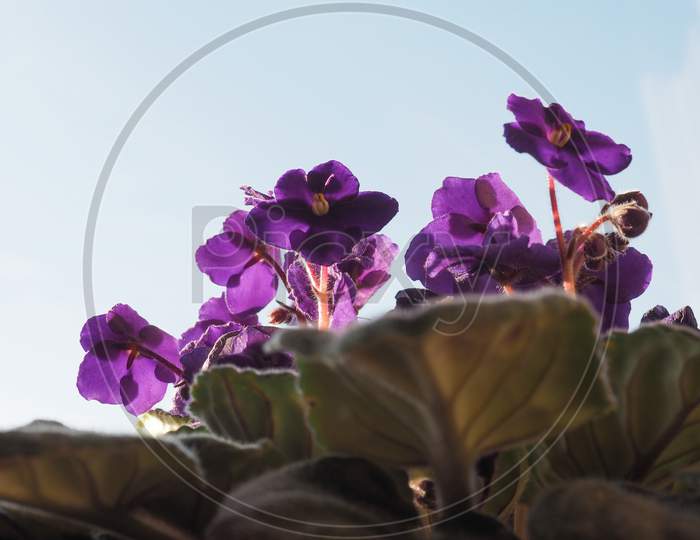 Purple Saintpaulia Flower