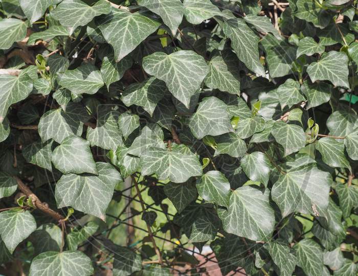 Green Ivy Plant