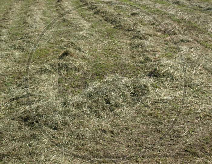 Hay In A Field