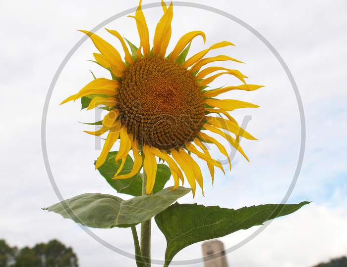 Sunflower Plant (Helianthus Annuus) Yellow Flower