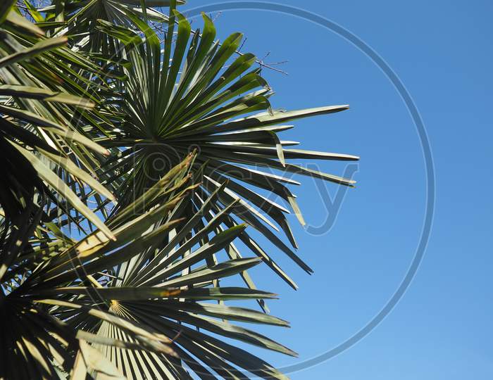 Palm Tree Leaves Background With Copy Space