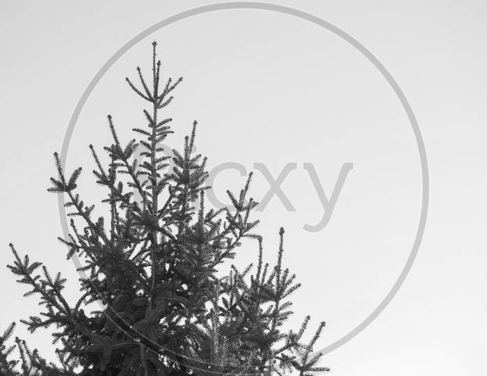 Pine Tree In Winter