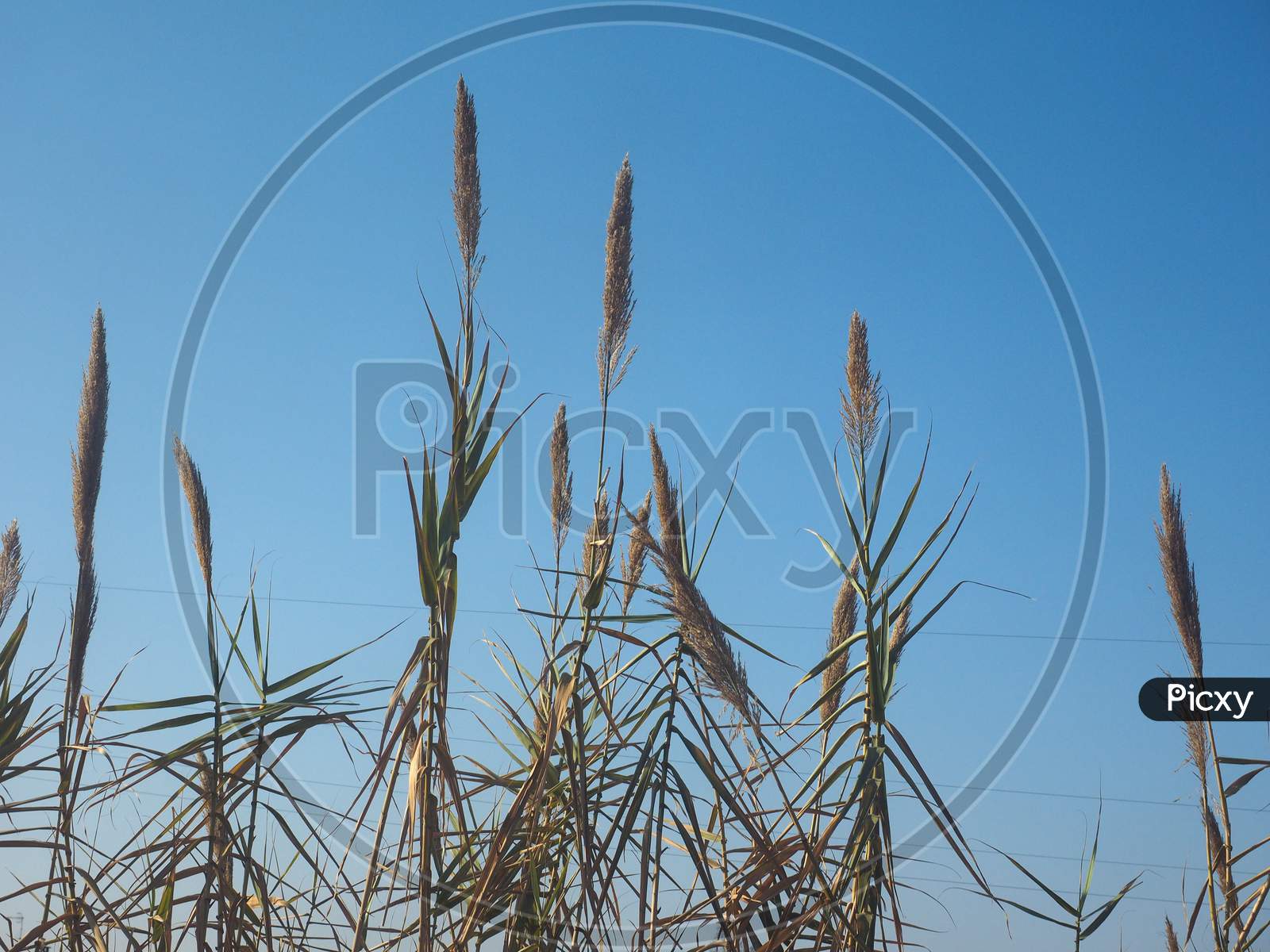 Common Reed Plant