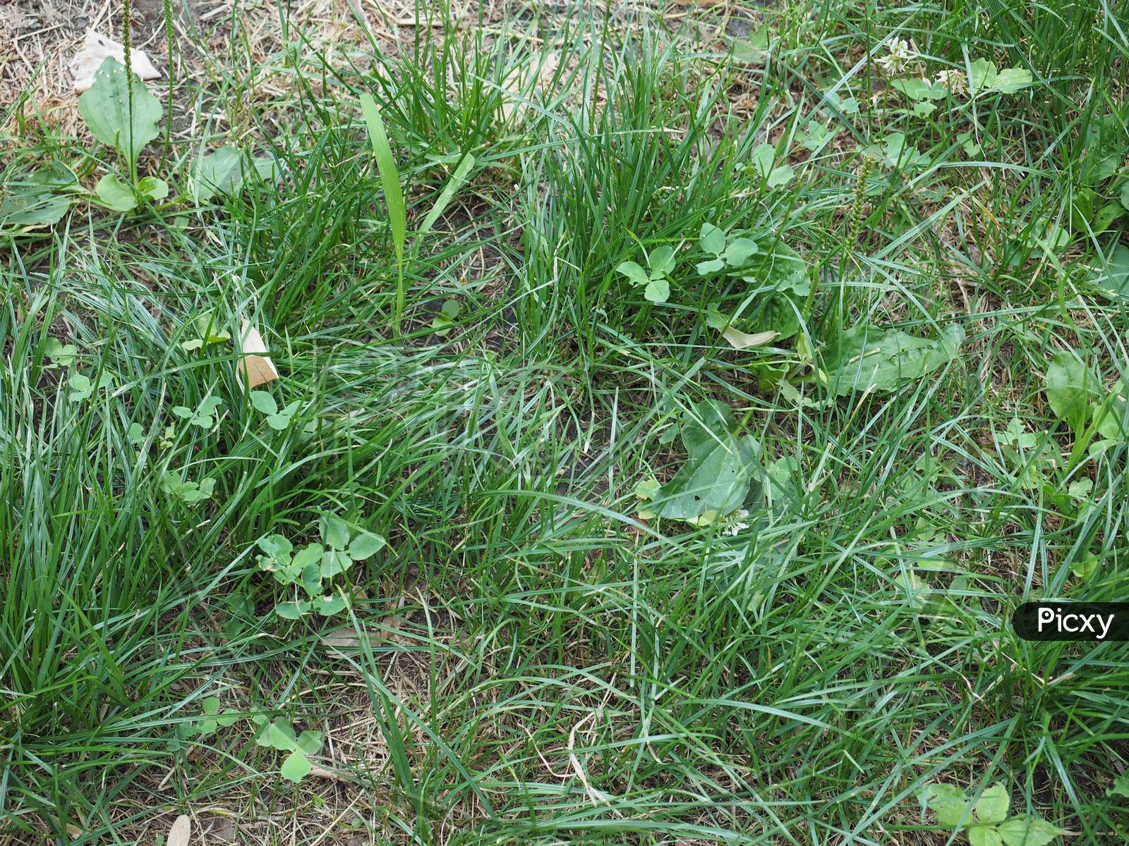 Green Grass Meadow Background