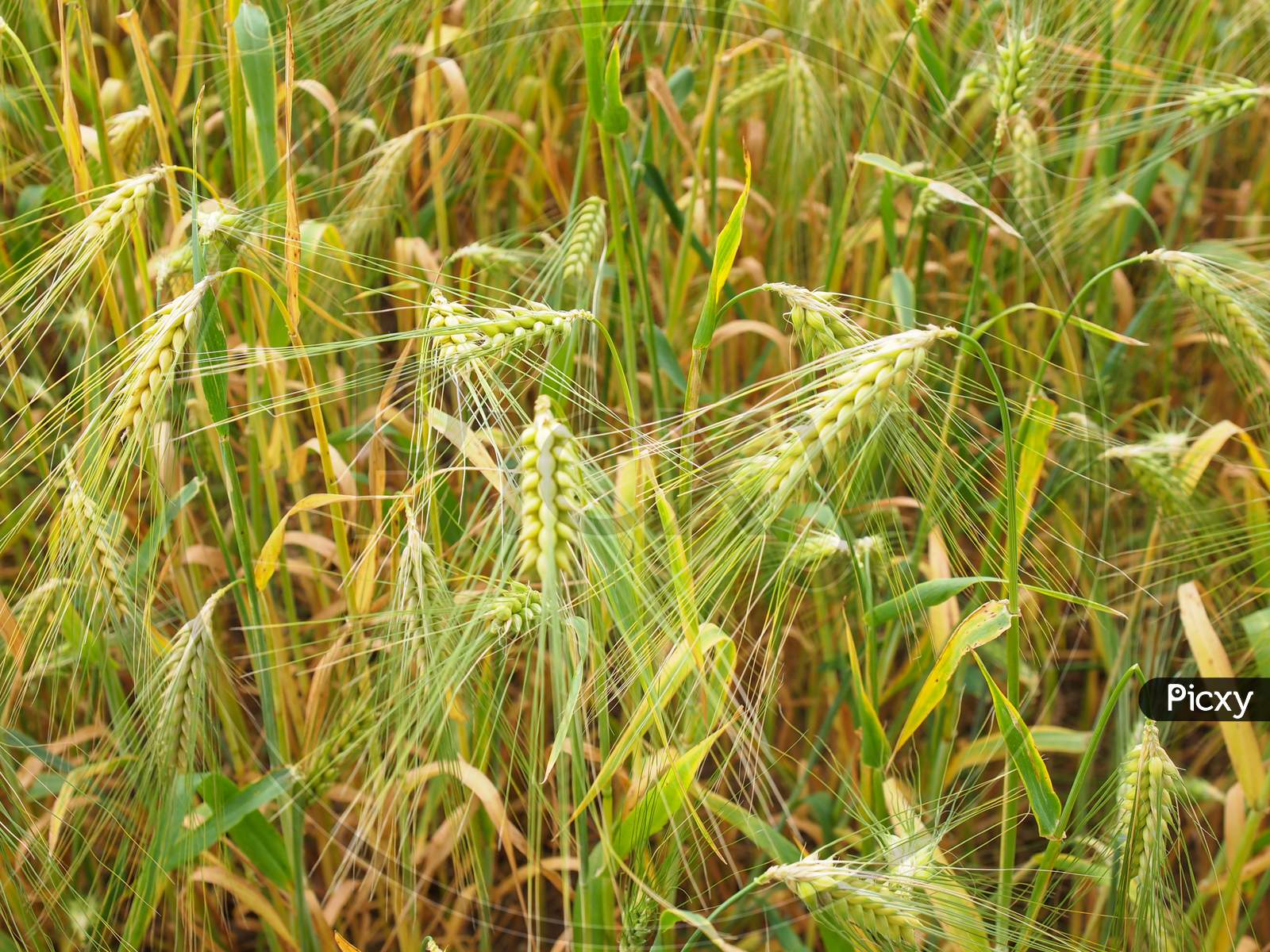 Barley Corn Field