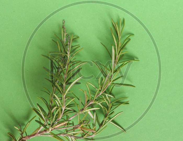 Rosemary (Rosmarinus) Plant Over Green With Copy Space