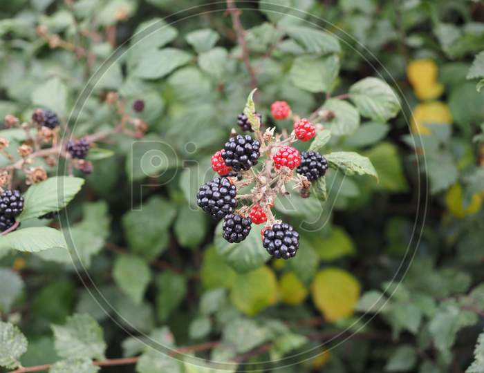 Blackberry Fruits