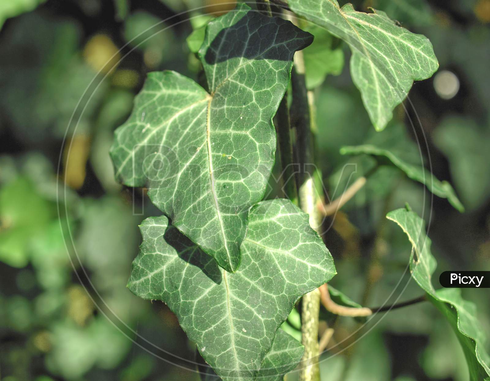 Ivy Plant (Hedera) Leaves