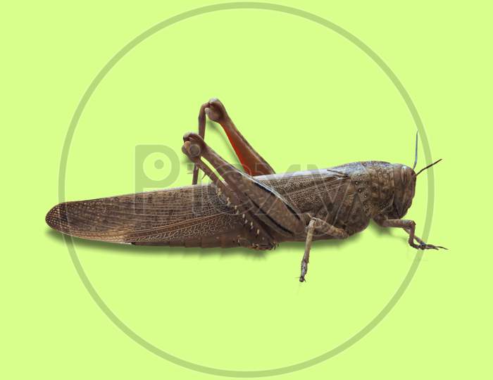 Grasshopper Insect Animal Over Green