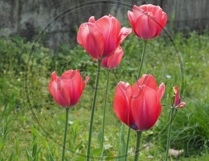 Red Tulips Flower