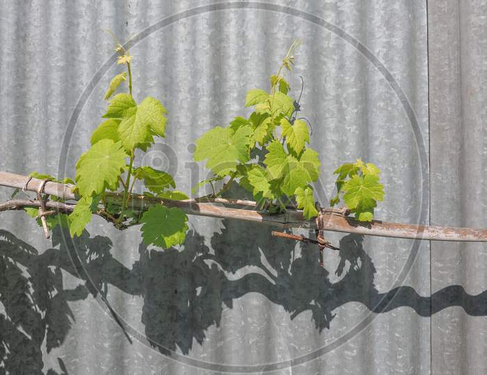 Vitis (Grapevine) Plant