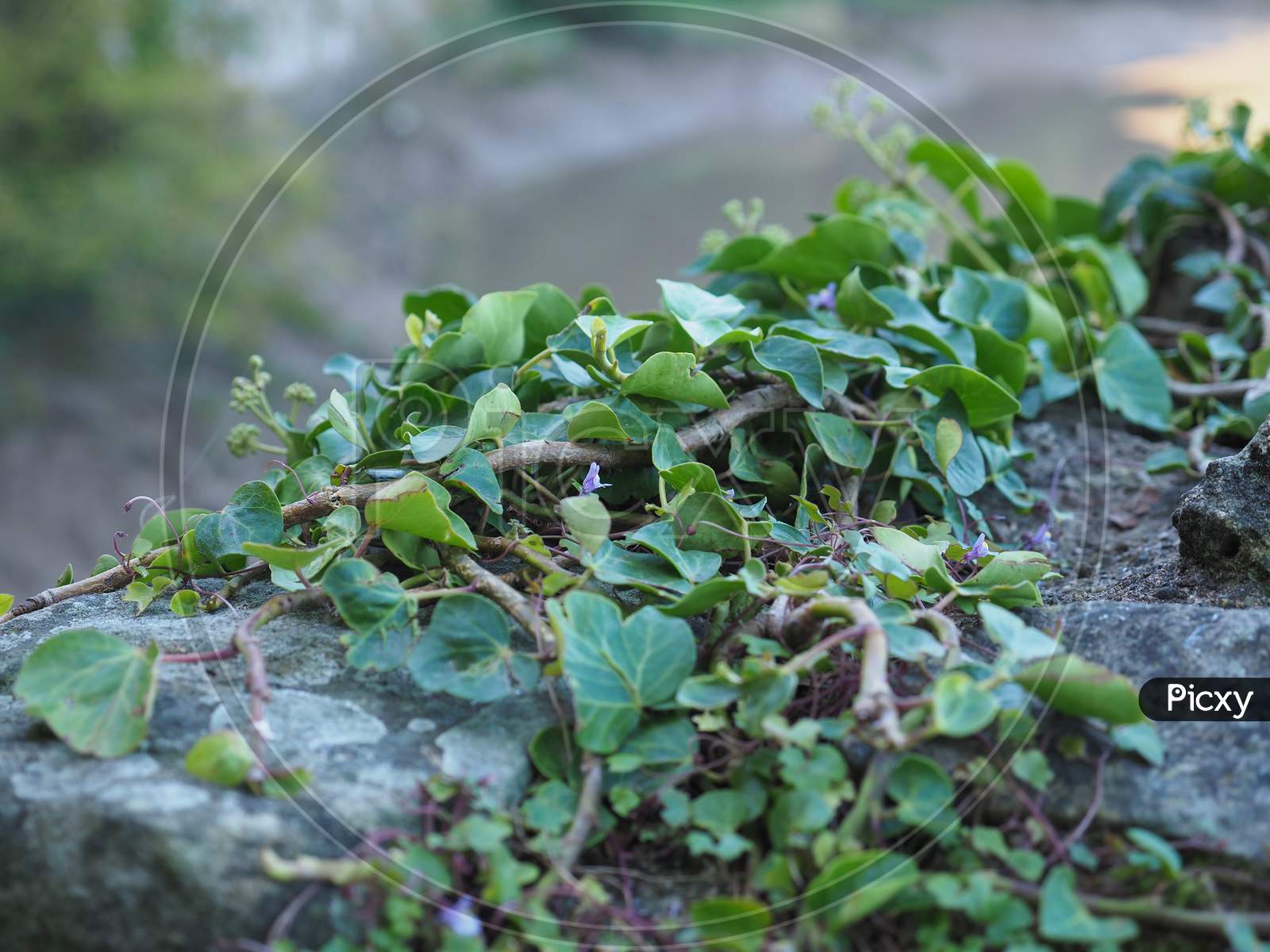 Ivy Plant And Stone Wall Background