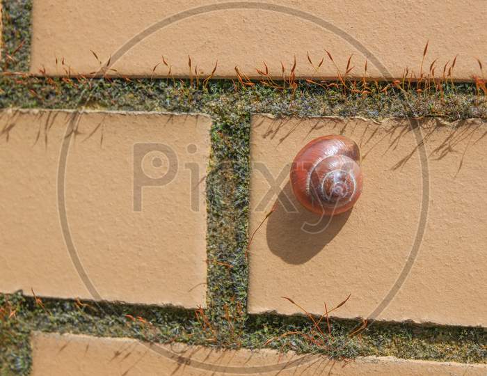 Slug Snail On A Wall
