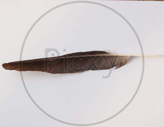 Black Crow Bird Feather