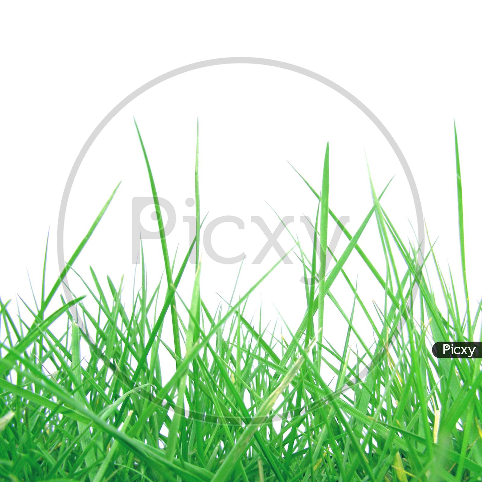 Grass Meadow Weed